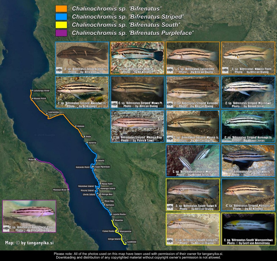 Chalinochromis sp. 'Bifrenatus', C. sp. 'Bifrenatus Striped', C. sp. 'Bifrenatus South' & C. sp. 'Bifrenatus Purpleface'