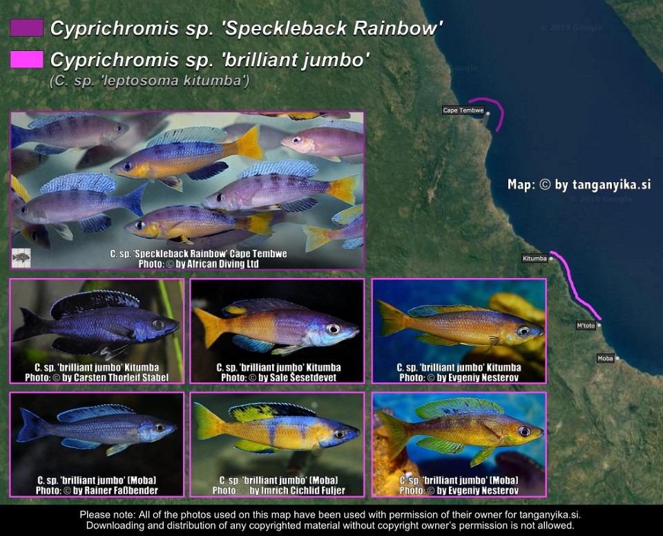 Cyprichromis sp. 'Speckelback rainbow' &<br>Cyprichromis sp. 'briliant jumbo'<br><font color=gray>Cyprichromis sp. 'leptosoma kitumba'</font> 