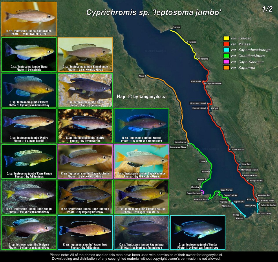 Cyprichromis sp. 'leptosoma jumbo' (1/2)