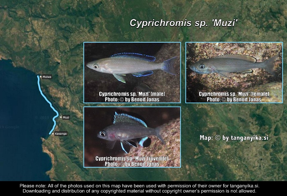 Cyprichromis sp. 'Muzi'