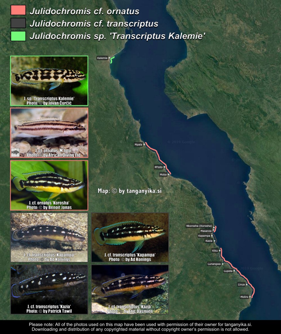 Julidochromis transcriptus-ornatus like from Congo