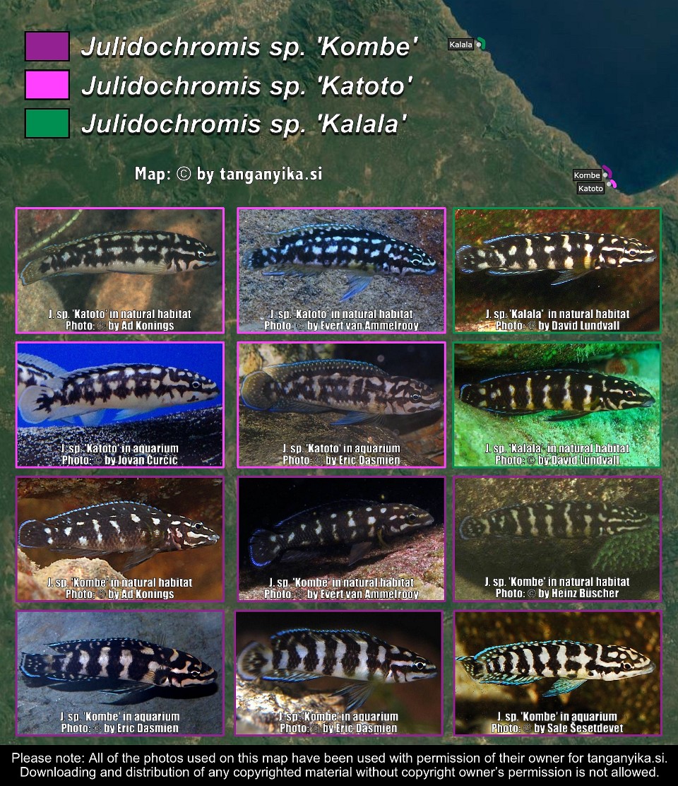 Julidochromis transcriptus-ornatus like from Zambia