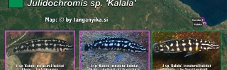 Julidochromis_transcriptus_zambia.jpg