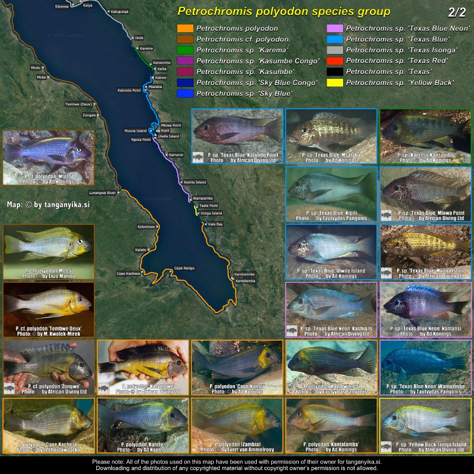 Petrochromis polyodon species group (2/2)