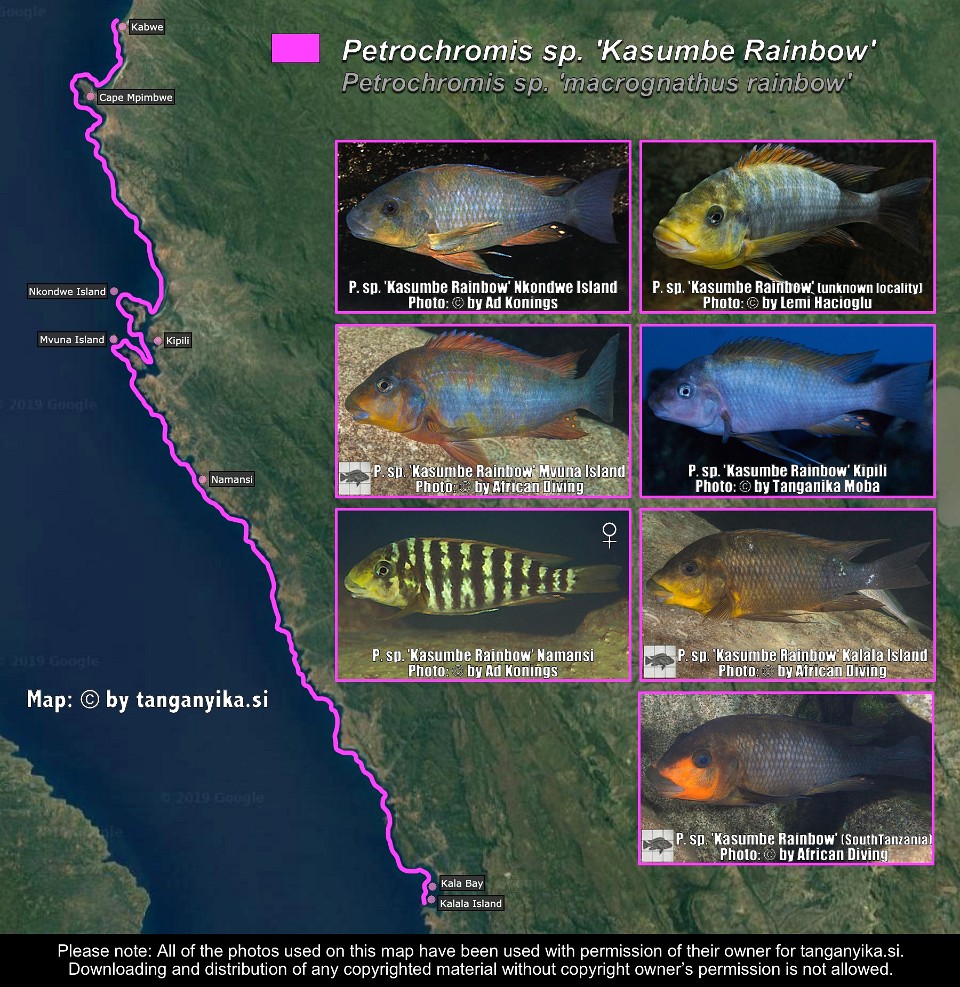 Petrochromis sp. 'Kasumbe Rainbow'<br><font color=gray>Petrochromis sp. 'macrognathus rainbow'</font> 
