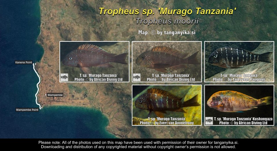 Tropheus sp. 'Murago Tanzania'<br><font color=gray>Tropheus moorii</font>