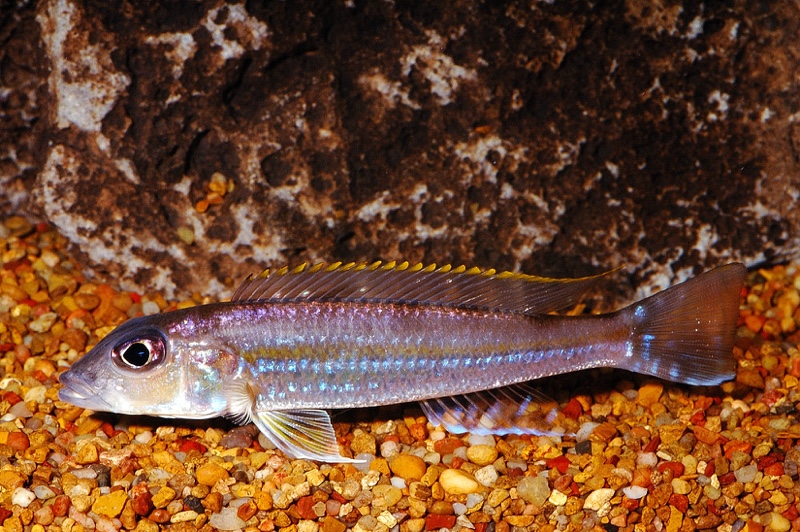 Reganochromis calliurus
