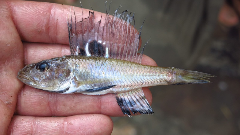 Trematocara macrostoma