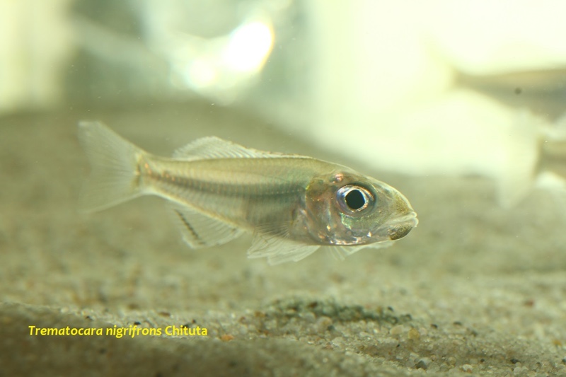 Trematocara nigrifrons