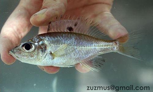 Trematocara unimaculatum