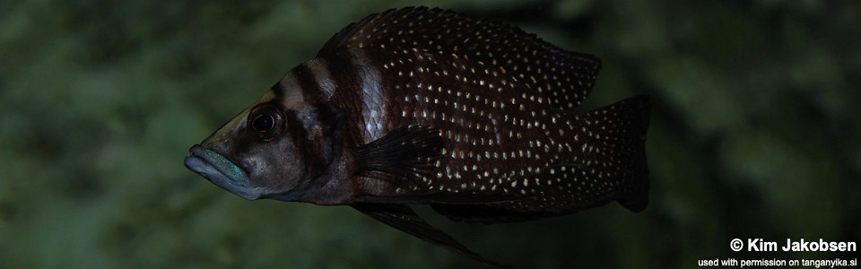 Altolamprologus calvus (Congo)<br><font color=gray>Black Pectoral; Black Zaire; Black Congo; Inkfin</font>
