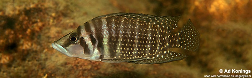 Altolamprologus calvus 'Cape Kachese'