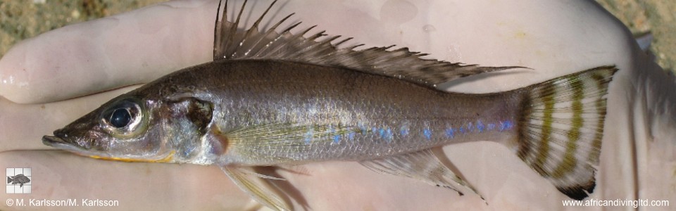 Baileychromis centropomoides 'Kansombo Banks'