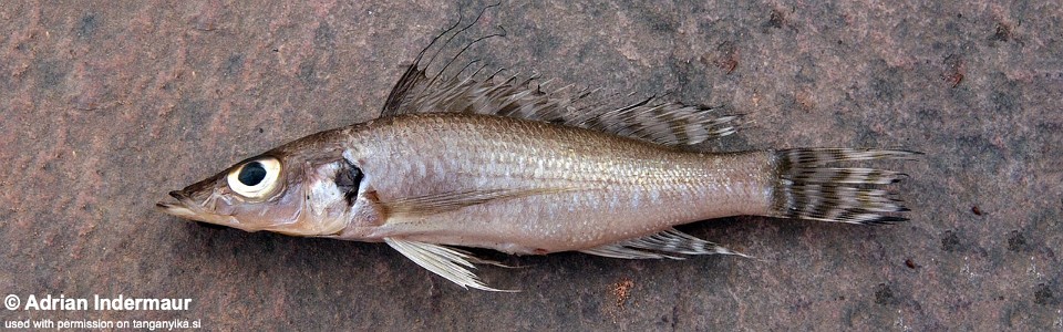 Baileychromis centropomoides (Mpulungu market)