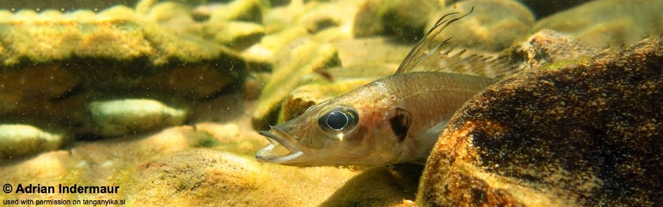 Baileychromis centropomoides (unknown locality)