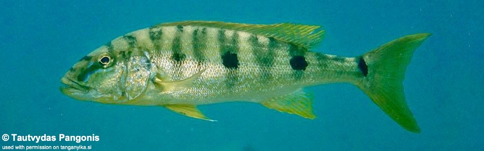 Boulengerochromis microlepis (unknown locality)
