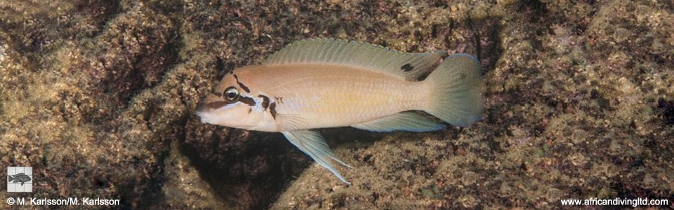 Chalinochromis brichardi 'Cape Kabogo'
