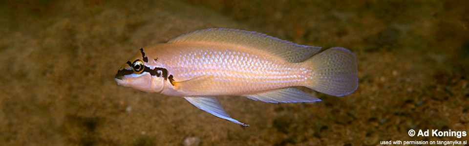 Chalinochromis brichardi 'Cape Kachese'