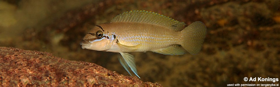 Chalinochromis brichardi 'Cape Nangu'