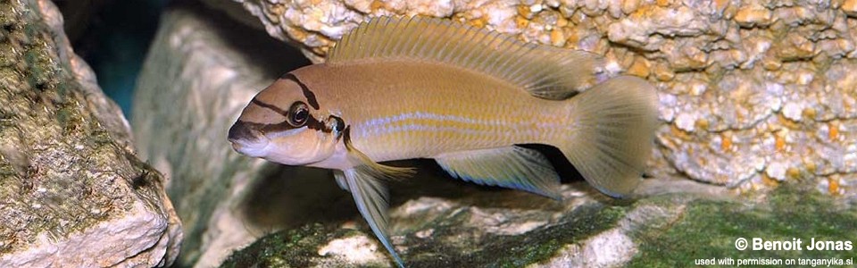 Chalinochromis brichardi (unknown locality)