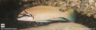 Chalinochromis brichardi 'Maswa Point'.jpg