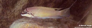 Chalinochromis brichardi 'Maswa'.jpg