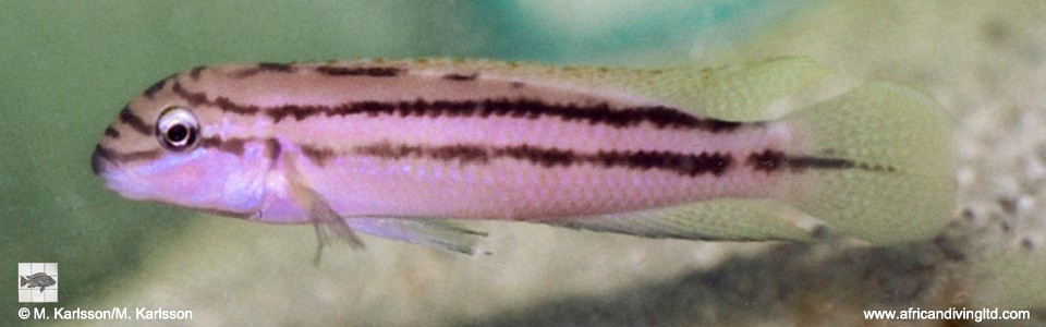Chalinochromis sp. 'bifrenatus purpleface' (Congo)