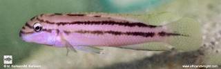 Chalinochromis sp. 'bifrenatus purpleface' Congo (African Diving Ltd).jpg