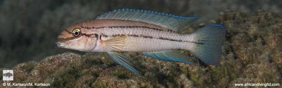 Chalinochromis sp. 'bifrenatus south' Fulwe Rocks