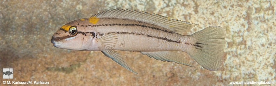 Chalinochromis sp. 'bifrenatus south' Izinga Island