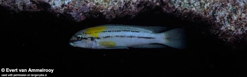 Chalinochromis sp. 'bifrenatus south' Wampembe