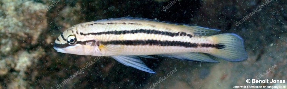 Chalinochromis sp. 'bifrenatus striped' Cape Mpimbwe
