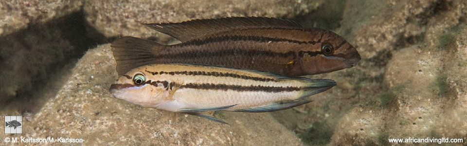 Chalinochromis sp. 'bifrenatus striped' Katondo Point, Cape Mpimbwe