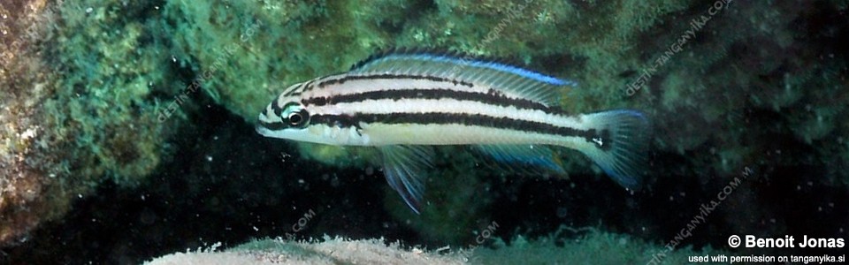 Chalinochromis sp. 'bifrenatus striped' Kerenge Island