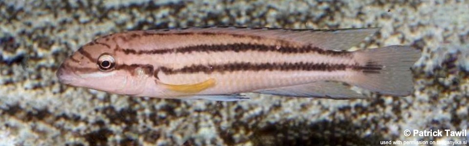 Chalinochromis sp. 'bifrenatus striped' Mkinga
