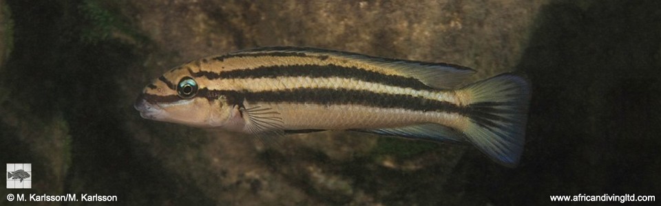 Chalinochromis sp. 'bifrenatus striped' Mswa Point