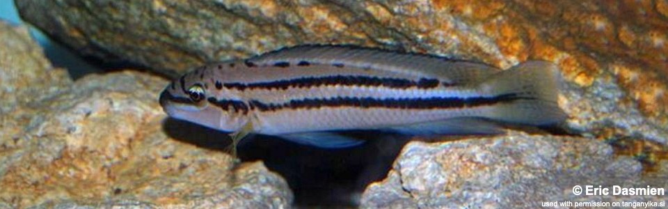 Chalinochromis sp. 'bifrenatus striped' Ulwile Island