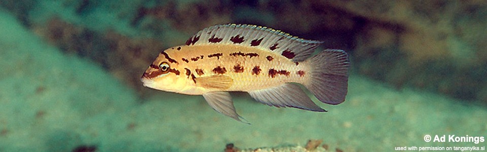 Chalinochromis sp. 'ndobhoi' Bulu Point