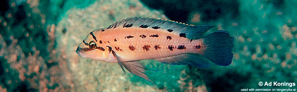 Chalinochromis sp. 'ndobhoi' Karilani Island