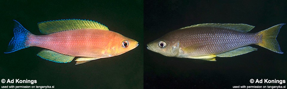 Cyprichromis coloratus 'Kalambo Lodge'