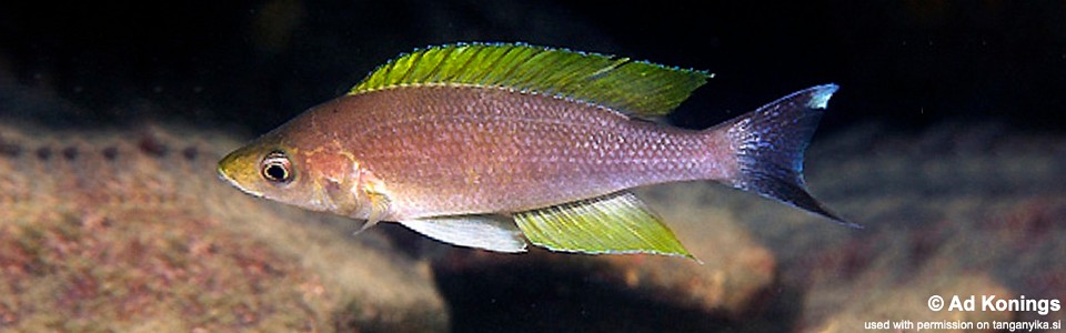 Cyprichromis coloratus 'Mbita Island'