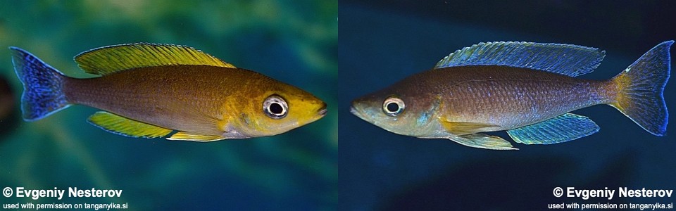Cyprichromis coloratus (unknown locality)