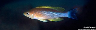 Cyprichromis coloratus 'Chituta'.jpg