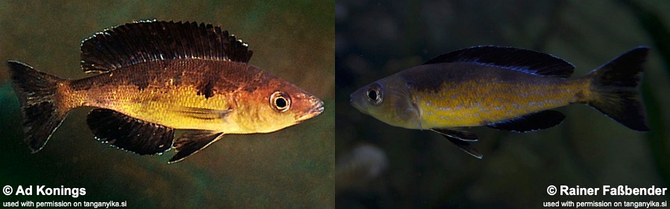 Cyprichromis microlepidotus 'Kavala Island'