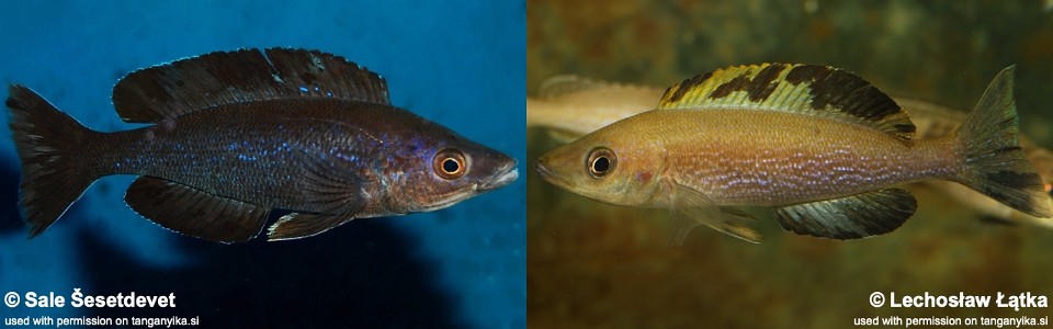 Cyprichromis microlepidotus 'Kiriza'