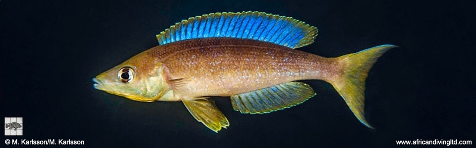Cyprichromis microlepidotus 'Lubugwe Bay'