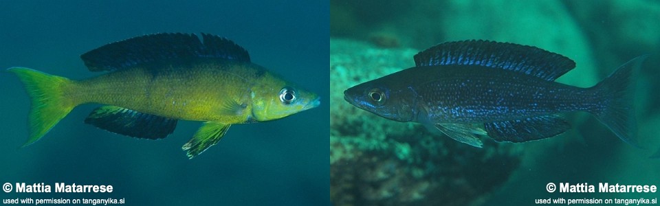 Cyprichromis microlepidotus 'Mahale NP'
