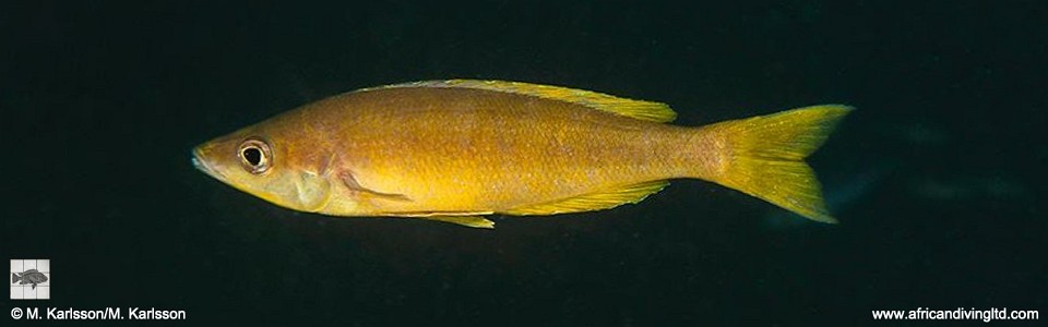 Cyprichromis microlepidotus 'Muloba Bay'