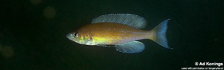 Cyprichromis pavo 'Isanga'.jpg