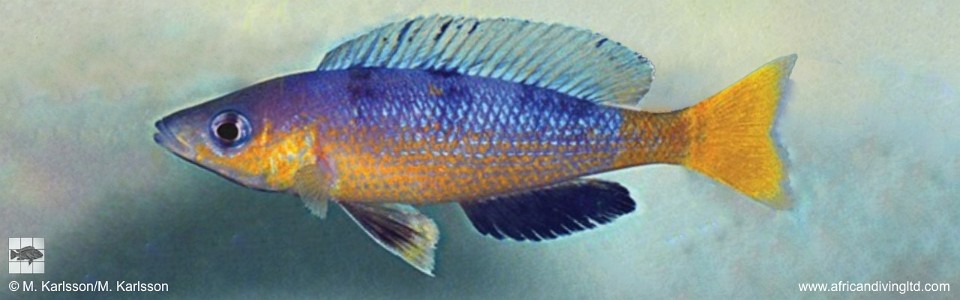 Cyprichromis sp. 'speckleback rainbow' Cape Tembwe
